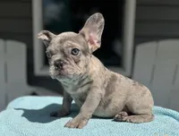 Soldier, a male French Bulldog for sale in Warrenton, MO – Photo 8 of 9