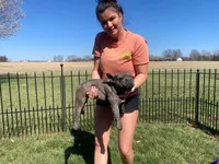 Soldier, a male French Bulldog for sale in Warrenton, MO – Photo 9 of 9