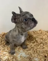 Soldier, a male French Bulldog for sale in Warrenton, MO – Photo 2 of 9