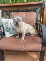 Soldier, a male French Bulldog for sale in Warrenton, MO – Photo 5 of 9