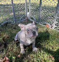 Soldier, a male French Bulldog for sale in Warrenton, MO – Photo 6 of 9