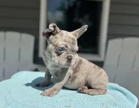 Soldier, a male French Bulldog for sale in Warrenton, MO – Photo 3 of 9