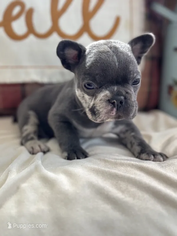 Scar-Face – French Bulldog puppy for sale in Warrenton, MO