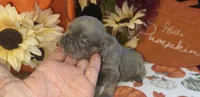 Peanut, a male French Bulldog for sale in Warrenton, MO – 6 of 7