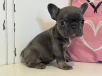 Dream, a female French Bulldog for sale in Warrenton, MO – Photo 1 of 8