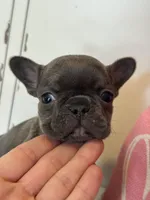 Dream, a female French Bulldog for sale in Warrenton, MO – Photo 7 of 8