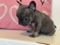 Dream, a female French Bulldog for sale in Warrenton, MO – Photo 4 of 8