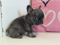 Dream, a female French Bulldog for sale in Warrenton, MO – Photo 8 of 8