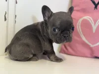 Dream, a female French Bulldog for sale in Warrenton, MO – Photo 5 of 8