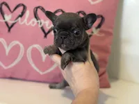 Dream, a female French Bulldog for sale in Warrenton, MO – Photo 3 of 8