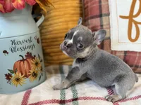 Charlie, a male French Bulldog for sale in Warrenton, MO – 7 of 9