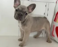 Radar, a male French Bulldog for sale in Warrenton, MO – Photo 1 of 10