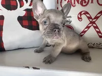 Radar, a male French Bulldog for sale in Warrenton, MO – Photo 4 of 10