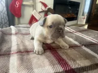 Radar, a male French Bulldog for sale in Warrenton, MO – Photo 9 of 10
