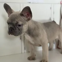 Radar, a male French Bulldog for sale in Warrenton, MO – Photo 3 of 10