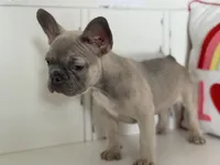 Radar, a male French Bulldog for sale in Warrenton, MO – Photo 3 of 10