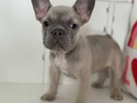 Radar, a male French Bulldog for sale in Warrenton, MO – Photo 2 of 10