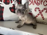 Radar, a male French Bulldog for sale in Warrenton, MO – Photo 5 of 10