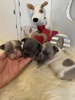 River ready 3/16, a female French Bulldog for sale in Warrenton, MO – Photo 6 of 10