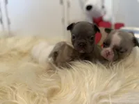 River ready 3/16, a female French Bulldog for sale in Warrenton, MO – Photo 9 of 10