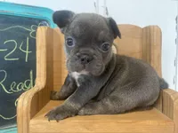 River ready 3/16, a female French Bulldog for sale in Warrenton, MO – Photo 2 of 10