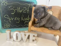 River ready 3/16, a female French Bulldog for sale in Warrenton, MO – Photo 4 of 10