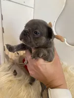 River ready 3/16, a female French Bulldog for sale in Warrenton, MO – Photo 7 of 10