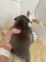 River ready 3/16, a female French Bulldog for sale in Warrenton, MO – Photo 10 of 10