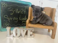 River ready 3/16, a female French Bulldog for sale in Warrenton, MO – Photo 1 of 10