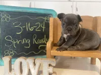 River ready 3/16, a female French Bulldog for sale in Warrenton, MO – Photo 3 of 10