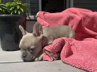 Summer, a female French Bulldog for sale in Warrenton, MO – Photo 5 of 8