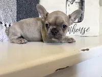 Summer, a female French Bulldog for sale in Warrenton, MO – Photo 4 of 8