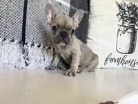 Summer, a female French Bulldog for sale in Warrenton, MO – Photo 7 of 8