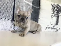 Summer, a female French Bulldog for sale in Warrenton, MO – Photo 1 of 8