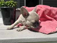 Summer, a female French Bulldog for sale in Warrenton, MO – Photo 6 of 8