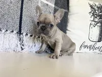 Summer, a female French Bulldog for sale in Warrenton, MO – Photo 3 of 8