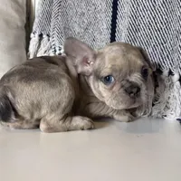 Franki, a  French Bulldog for sale in Warrenton, MO – Photo 5 of 8