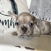 Franki, a  French Bulldog for sale in Warrenton, MO – Photo 4 of 8