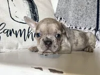 Franki, a  French Bulldog for sale in Warrenton, MO – Photo 4 of 8