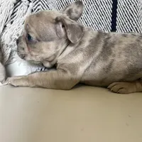 Franki, a  French Bulldog for sale in Warrenton, MO – Photo 6 of 8