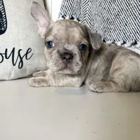 Franki, a  French Bulldog for sale in Warrenton, MO – Photo 1 of 8