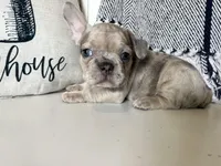 Franki, a  French Bulldog for sale in Warrenton, MO – Photo 1 of 8