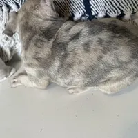 Franki, a  French Bulldog for sale in Warrenton, MO – Photo 7 of 8