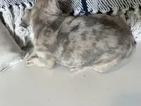 Franki, a  French Bulldog for sale in Warrenton, MO – Photo 7 of 8