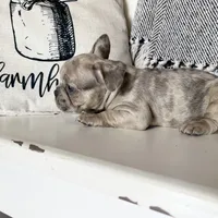 Franki, a  French Bulldog for sale in Warrenton, MO – Photo 8 of 8