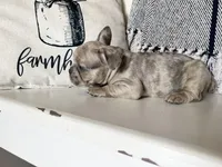 Franki, a  French Bulldog for sale in Warrenton, MO – Photo 8 of 8