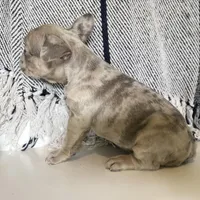 Franki, a  French Bulldog for sale in Warrenton, MO – Photo 3 of 8