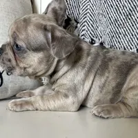 Franki, a  French Bulldog for sale in Warrenton, MO – Photo 2 of 8