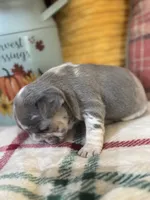 Hazel , a female French Bulldog for sale in Warrenton, MO – 4 of 7