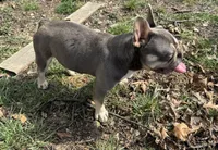 Ice, a male French Bulldog for sale in Warrenton, MO – Photo 3 of 4